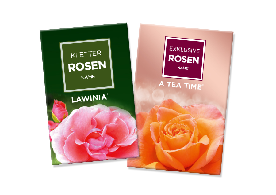Rosen Kletterrosen Exklusive Rosen