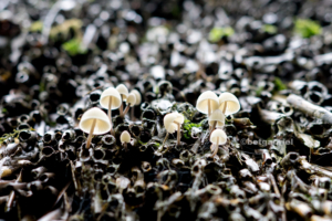 Reetdach Pilz Regentropfen Moos Schirm Licht, Makroaufnahme, Pilz, Fotografie, Serie