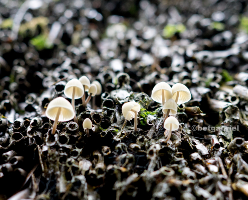 Reetdach Pilz Regentropfen Moos Schirm Licht