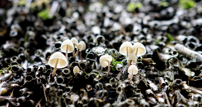 Reetdach Pilz Regentropfen Moos Schirm Licht