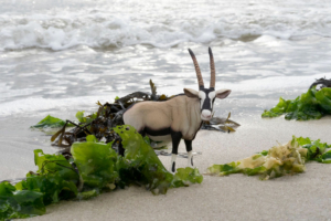 Oryxantilope, Konzeptfotografie schleich-s