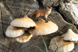 Fuchs, Konzeptfotografie schleich-s