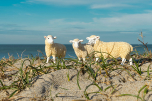 Deichschafe, Konzeptfotografie schleich-s