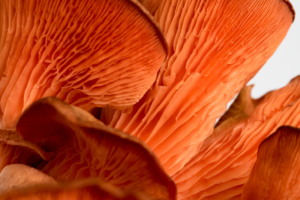 Makroaufnahme, Pilz, Rosenseitling, Fotografie, Serie